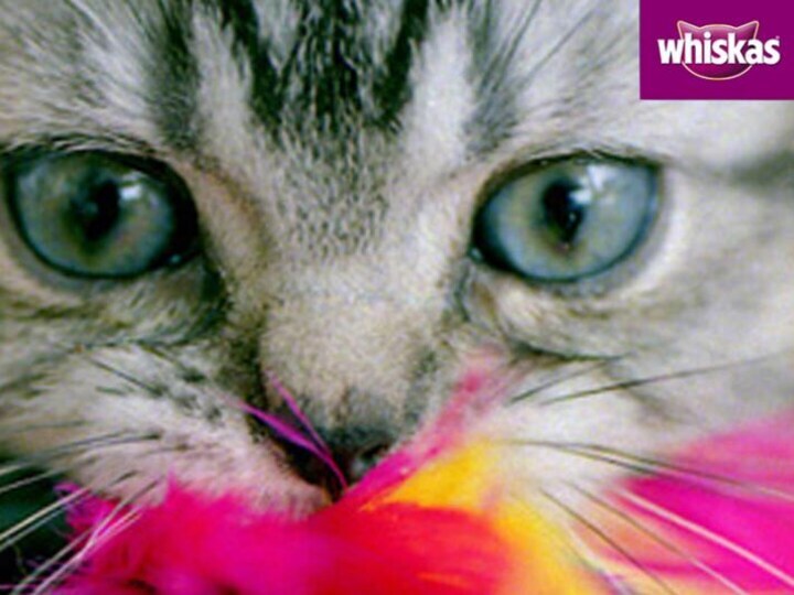 whiskas