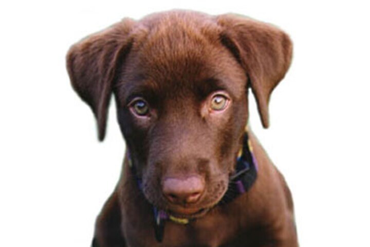 Puppy