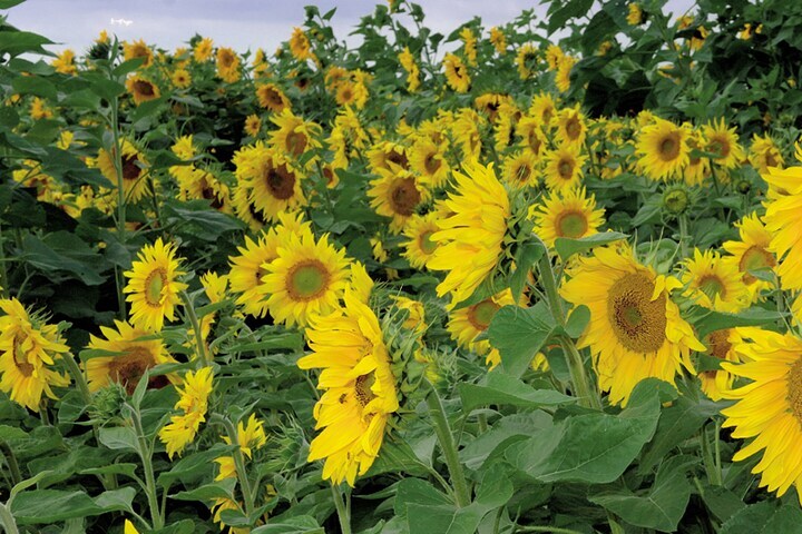 Zonnebloemenveld