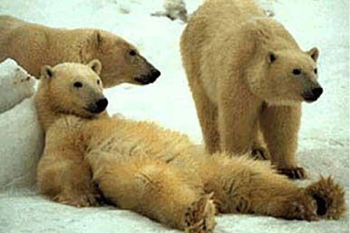 Cool Bear