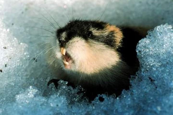 Lemming