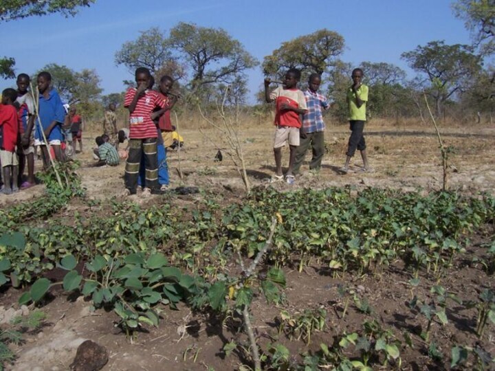 Jatropha planten op plantage