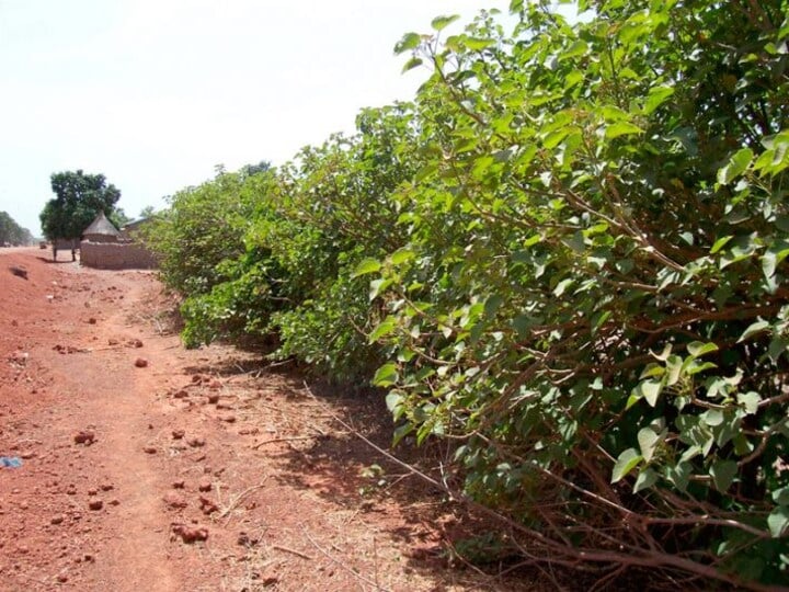 Jatropha Heg