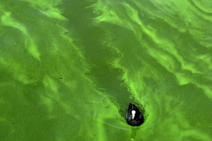 Algen | Foto: ANP/AFP