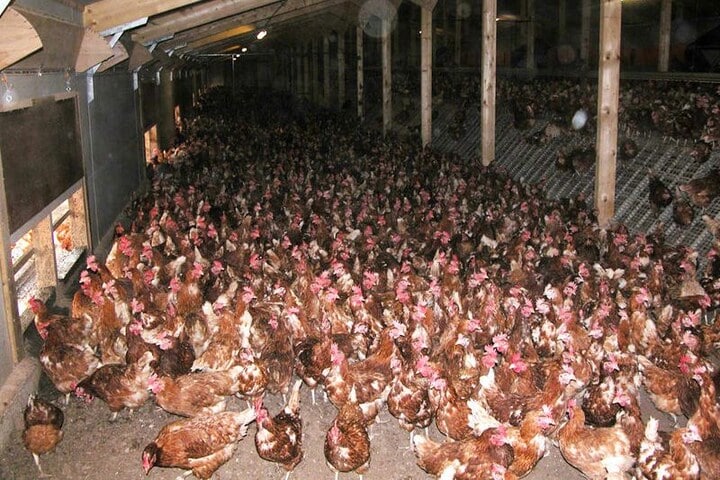 hoenderhok