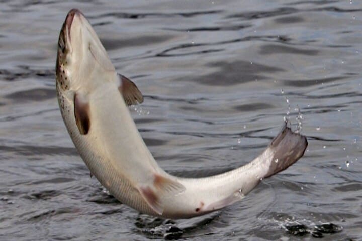 Zalm | Foto: ANP/AFP