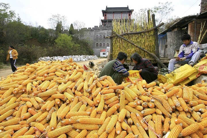 Maïsoogst in China voor bio-ethanol | Foto: ANP/AF