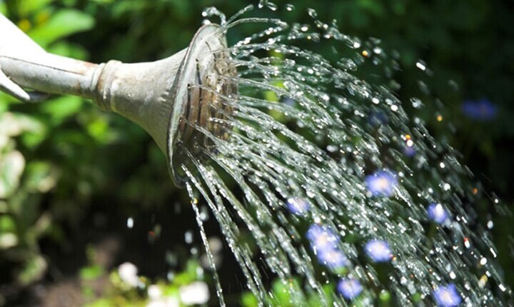 Planten water geven