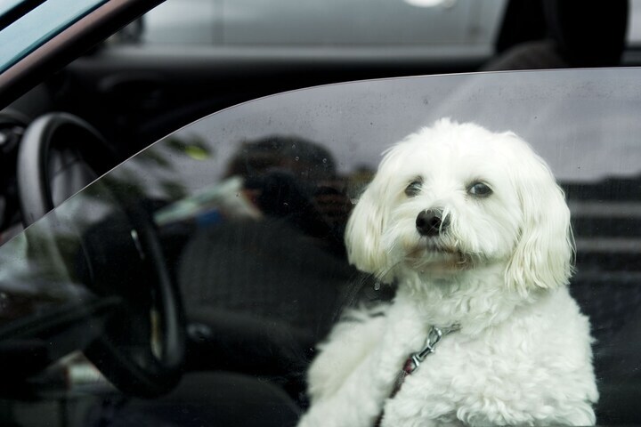 Hond in auto (foto ANP)