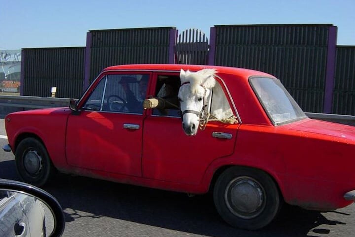Lada met paard
