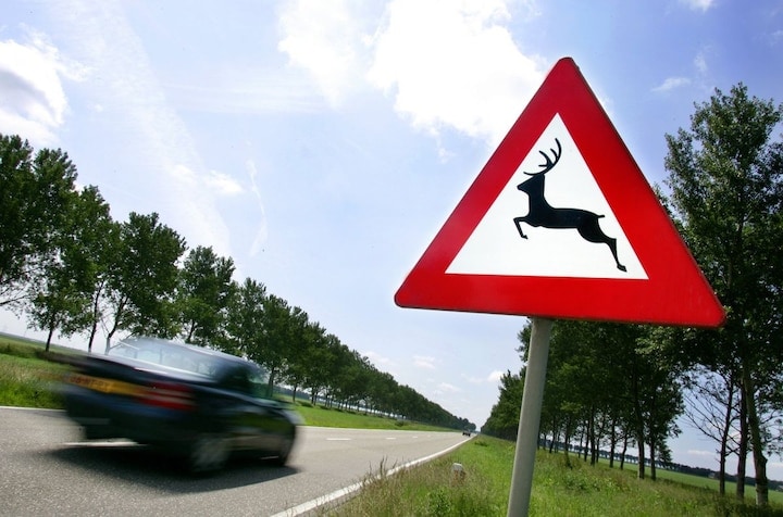 Overstekend wild (ANP)