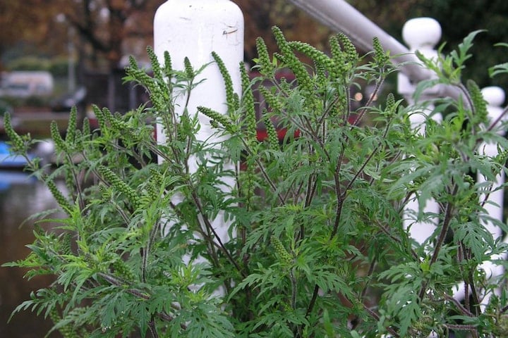 Ambrosia, veroorzaker van hooikoorts (foto: ANP)