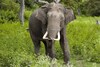 Dieren
