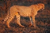Dieren