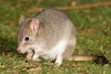 Dieren