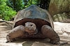 Dieren