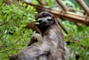 Dieren