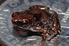 Dieren