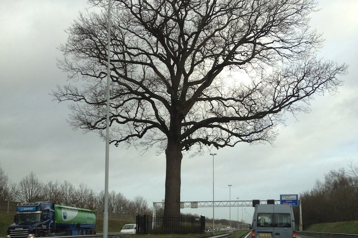 Boom A58 Breda knuffeleik