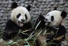 Chinese Panda's