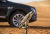 Bentley Bentayga Falconry