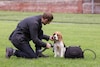 Land Rover Pet Packs honden dieren achterbak
