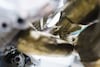 Aston Martin Valkyrie V12