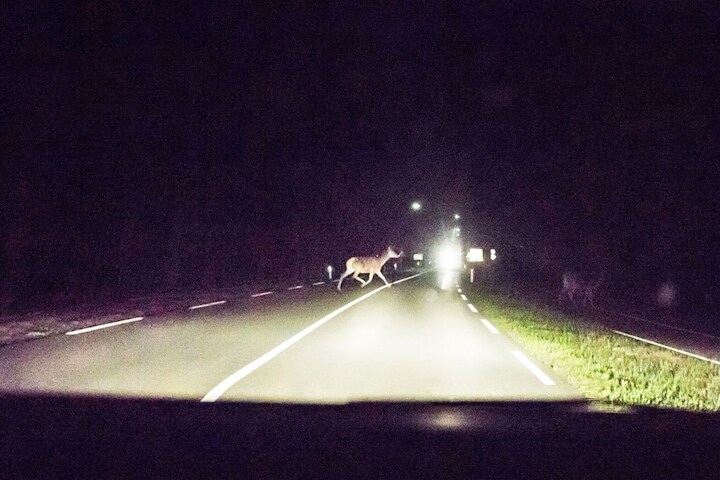 Hert aanrijding Veluwe ongeluk oversteken