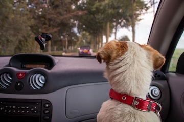 Hond in auto marieke koenders unsplash