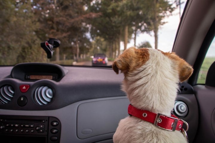 Hond in auto marieke koenders unsplash