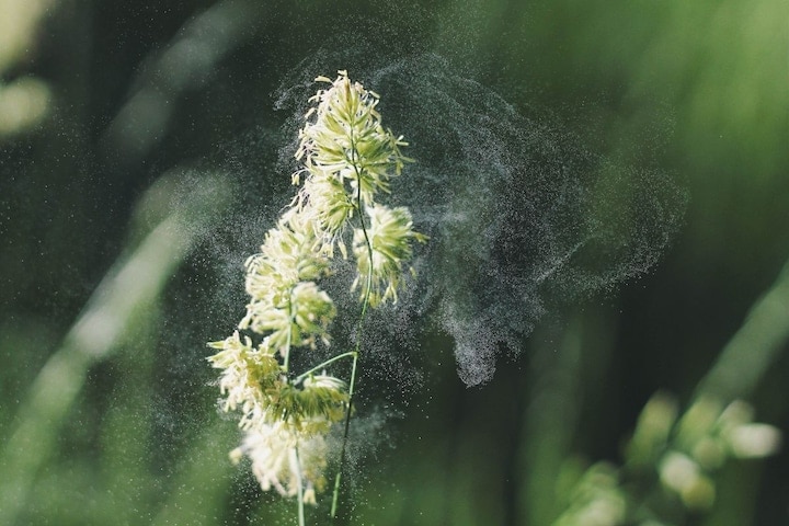Pollen Stuifmeel Foto Alex Jones via Unsplash