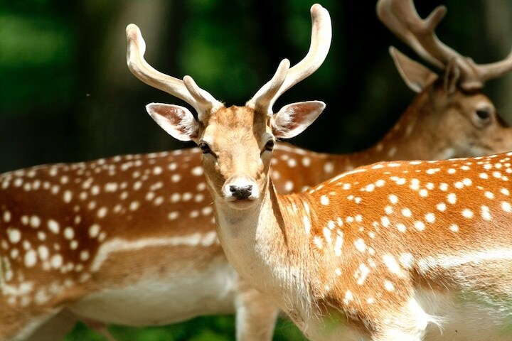 Ree, hert, wild