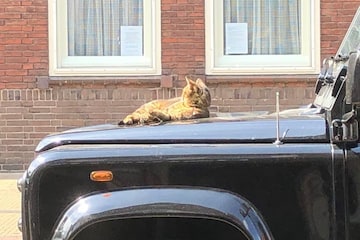 Kat op motorkap Land Rover