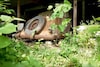 Barnfinds