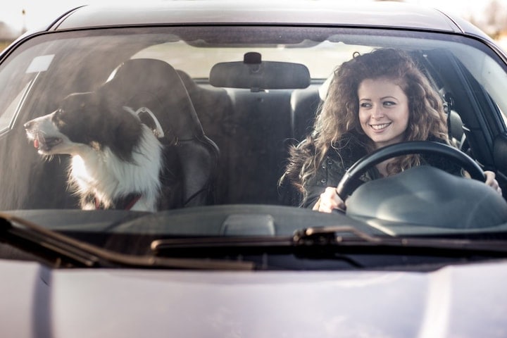 Hond in auto - Getty Images