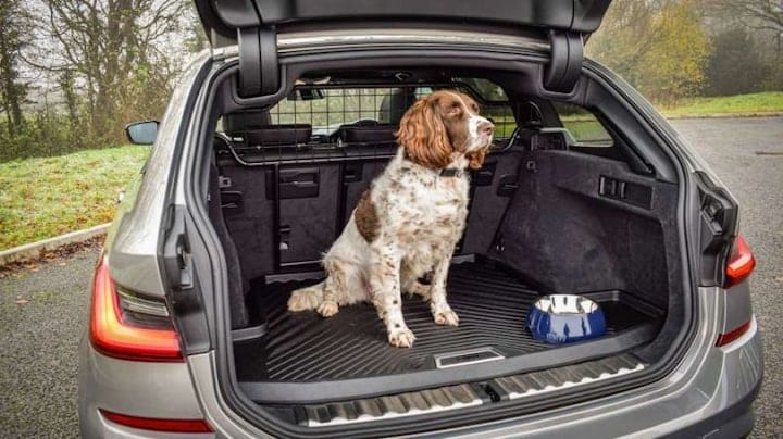 Hond in auto