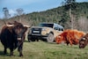 Toyota Land Cruiser 250 Prado