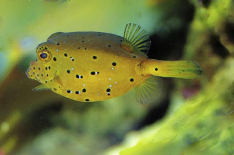 Koffervis