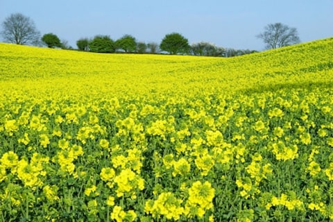 The Triumph of the commons