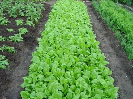 E85 maakt Afrika groen