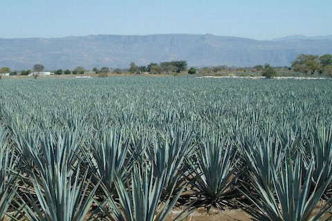 Alcohol en autorijden