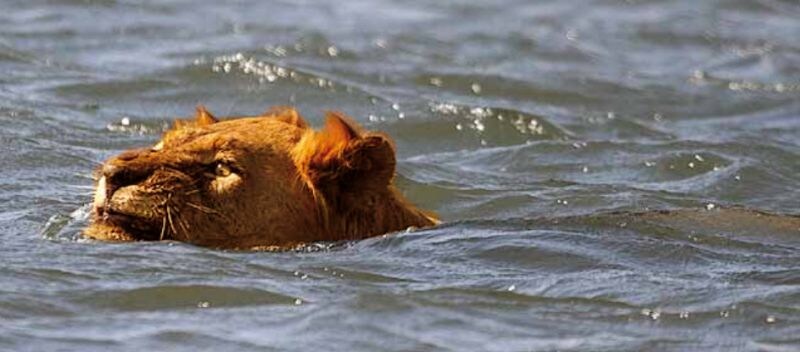 oranje leeuw in het water