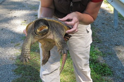 Rare jongens, die Amerikanen (2)