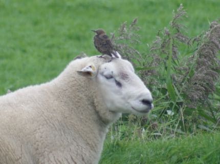 Ik ben een zwartrijder