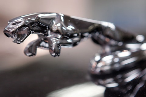 Jaguar poetst de roofkat op