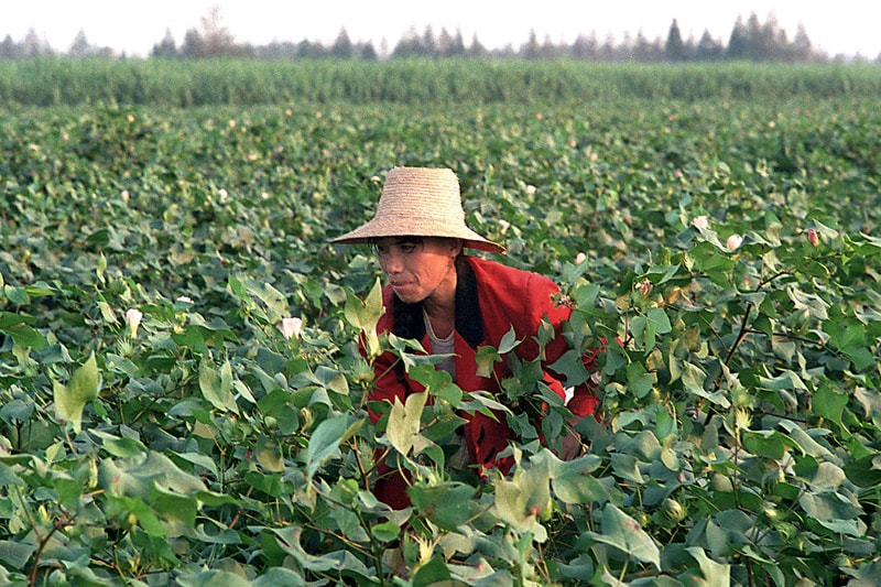 Chinese boer in Hubei | Foto: ANP/AFP