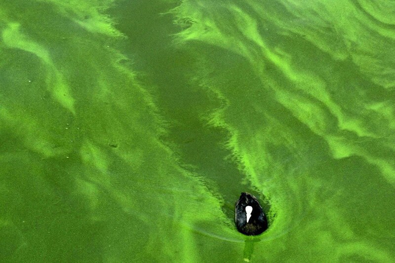 Algen | Foto: ANP/AFP