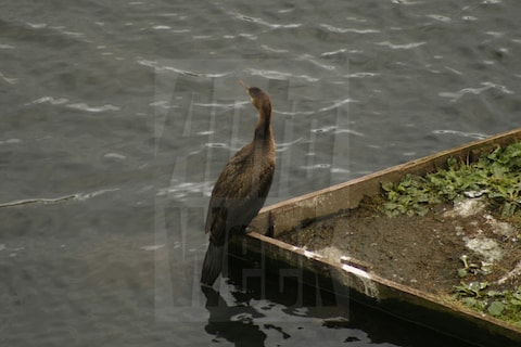 De AutoWeek-lustvijver