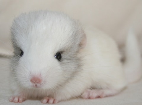 Een aflaat, gratis en voor niets