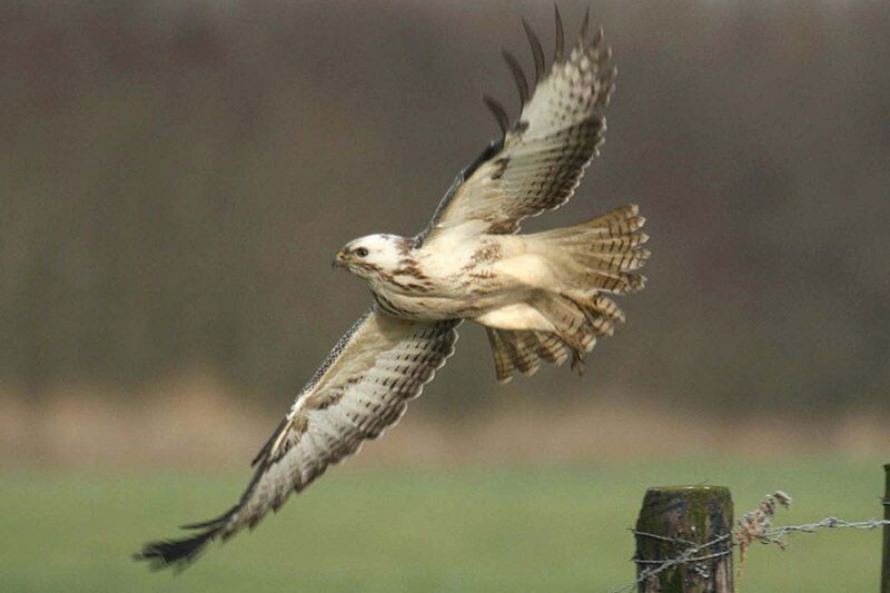 Buizerd (foto: ANP)